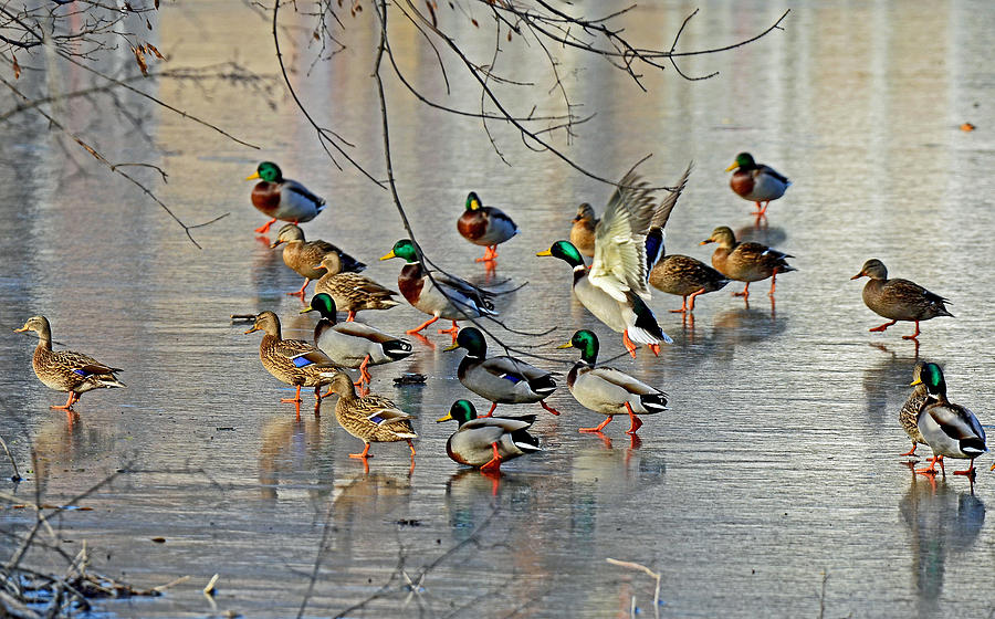 Mallards on a Frozen River Photograph by Rodney Campbell