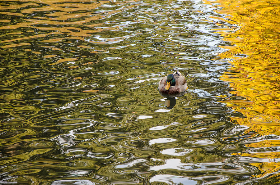 Mallard Drake On Golden Pond  Photograph by Roxy Hurtubise