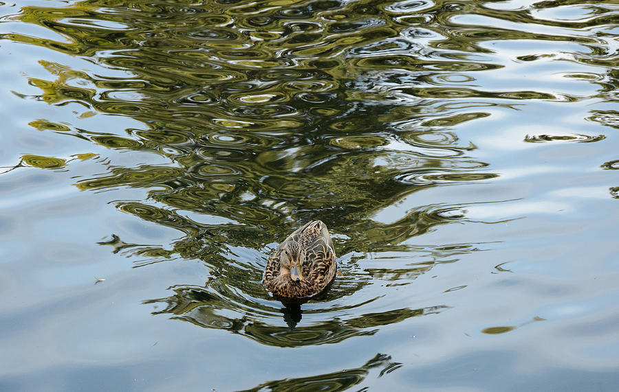 Solitary Swim Mallard Duck Photograph by Roxy Hurtubise