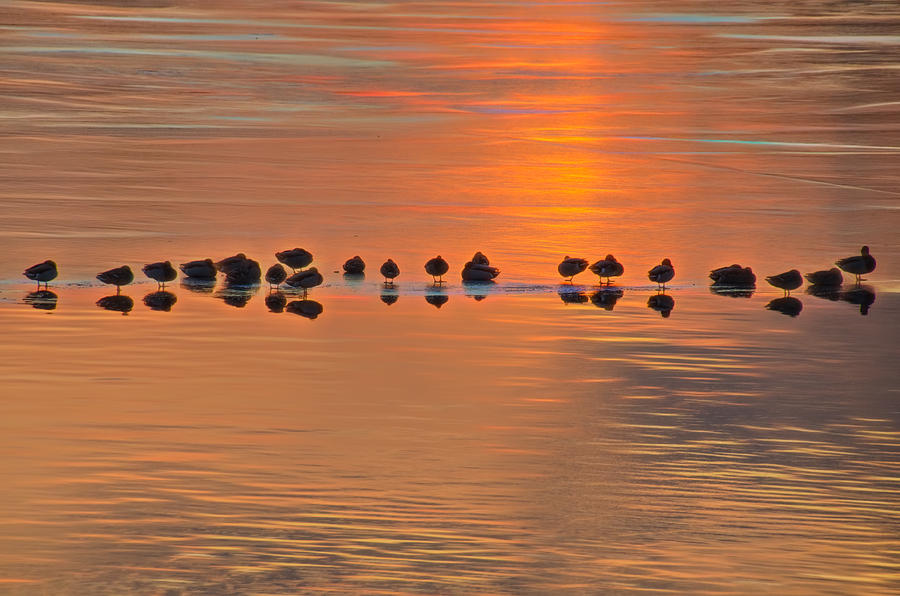 Mallards on Ice Edge During Sunset Photograph by Beth Sawickie
