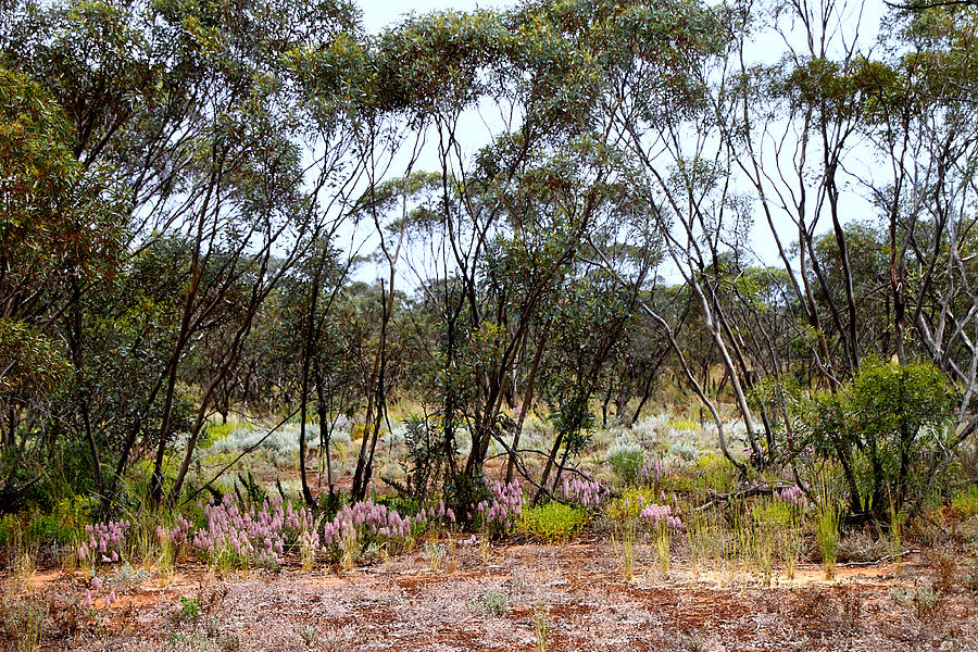 Mallee Scrub at Mungo Photograph by CaroleAnne Fooks Fine Art America