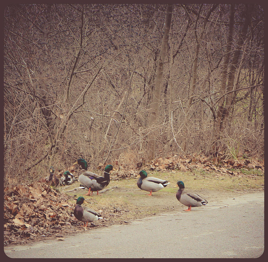 Malllard Ducks Photograph by Connie Dye