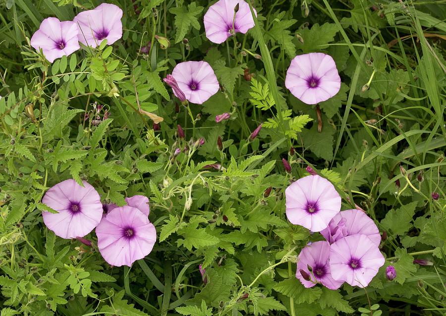 Nature Photograph - Mallow Bindweed (convolvulus Althaeoides) by Bob Gibbons/science Photo Library