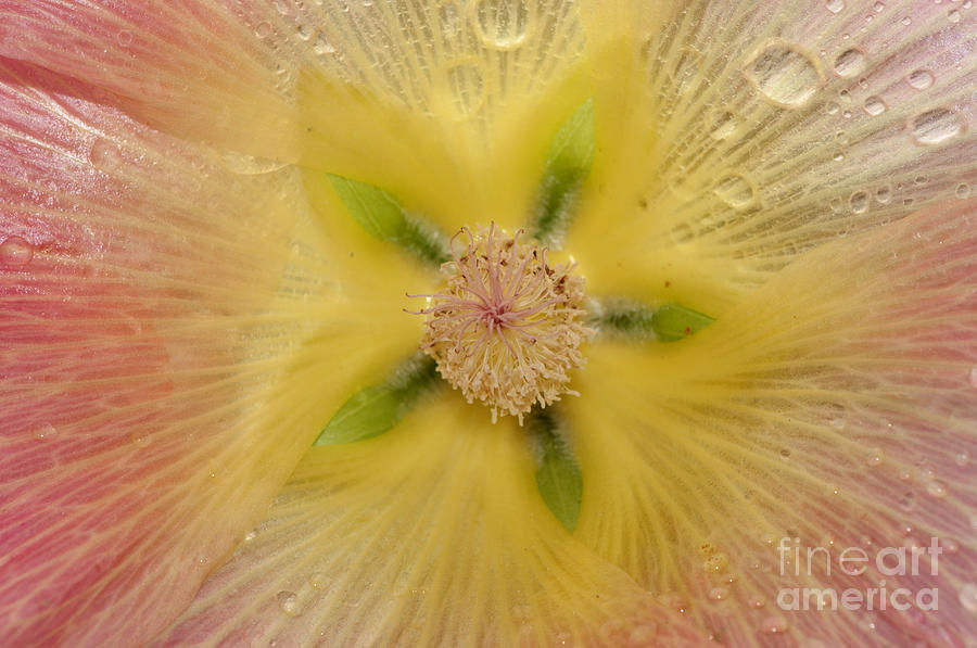 Abstract Photograph - Mallow Flower by Scott Camazine