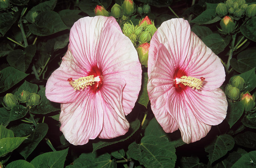 Nature Photograph - Mallow Flowers (lavatera Trimestris) by M F Merlet/science Photo Library