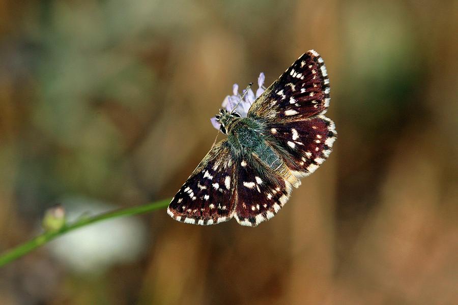 Butterfly Photograph - Mallow Skipper Butterfly by Photostock-israel/science Photo Library