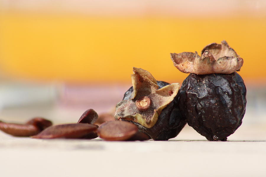 Malook Fruit with seeds Photograph by Junaid Rashid