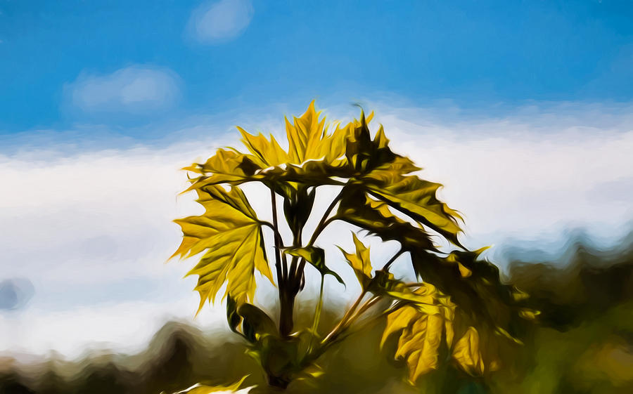 maple leafs IMP- leafs colourd by sun Photograph by Leif Sohlman