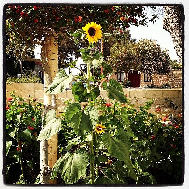 Sunflower Photograph - #malta #girasol #girasoles #girasols by Eva Rodriguez
