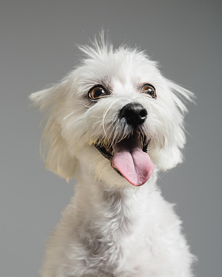 Maltese bichon dog portrait Photograph by Joan Vicent Cantó Roig
