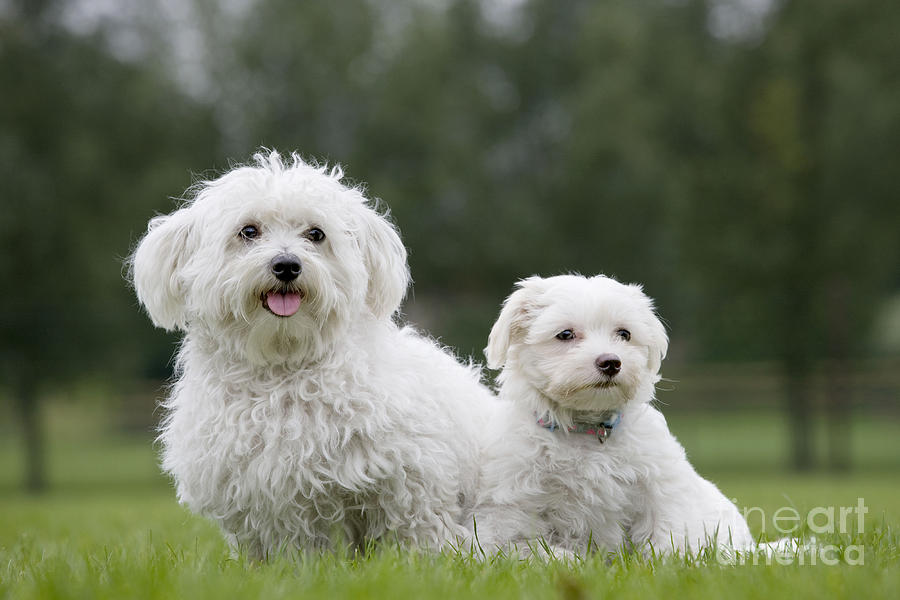 Dog Photograph - Maltese Dog With Puppy by Johan De Meester