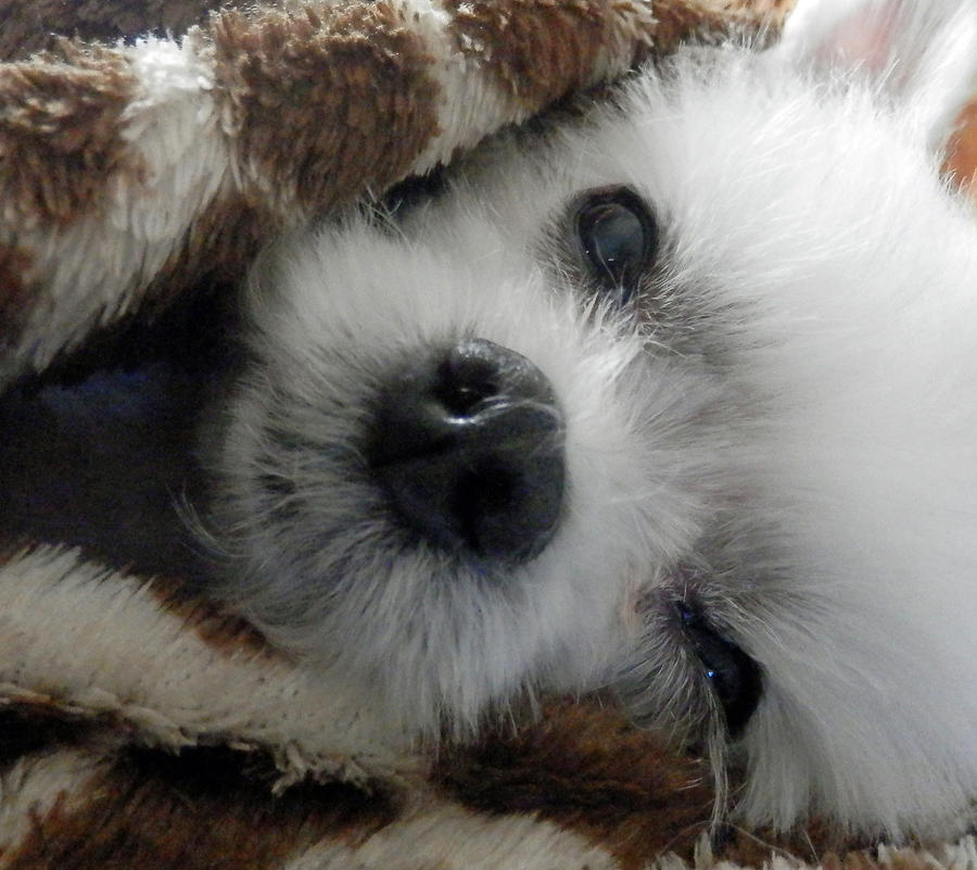 Maltese Photograph - Maltese In Blanket by Cynthia McCullough