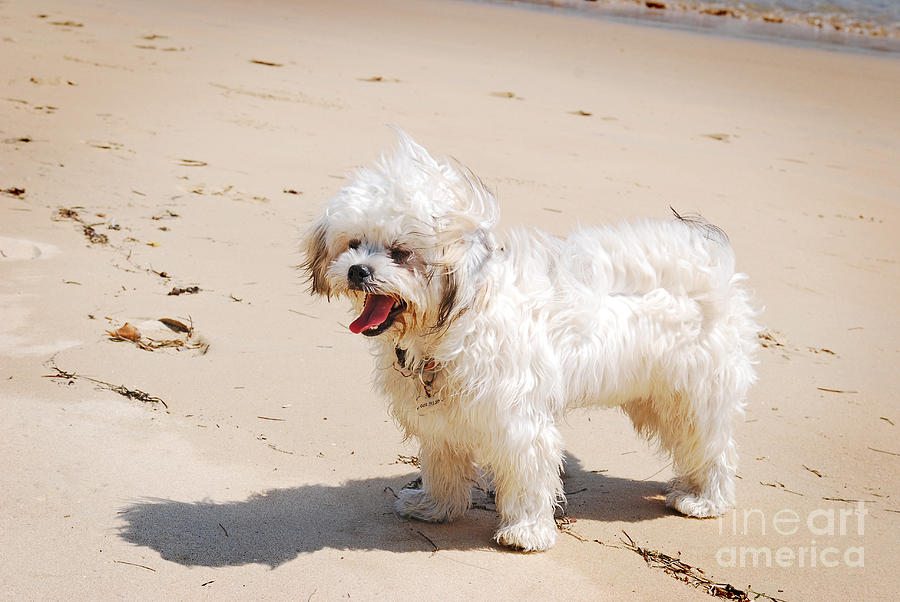 Dog Photograph - Maltese Poodle at Beach by Christopher Edmunds