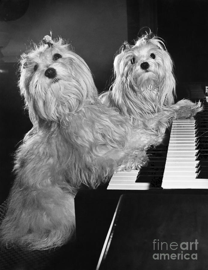Dog Photograph - Maltese Pups by M. E. Browning