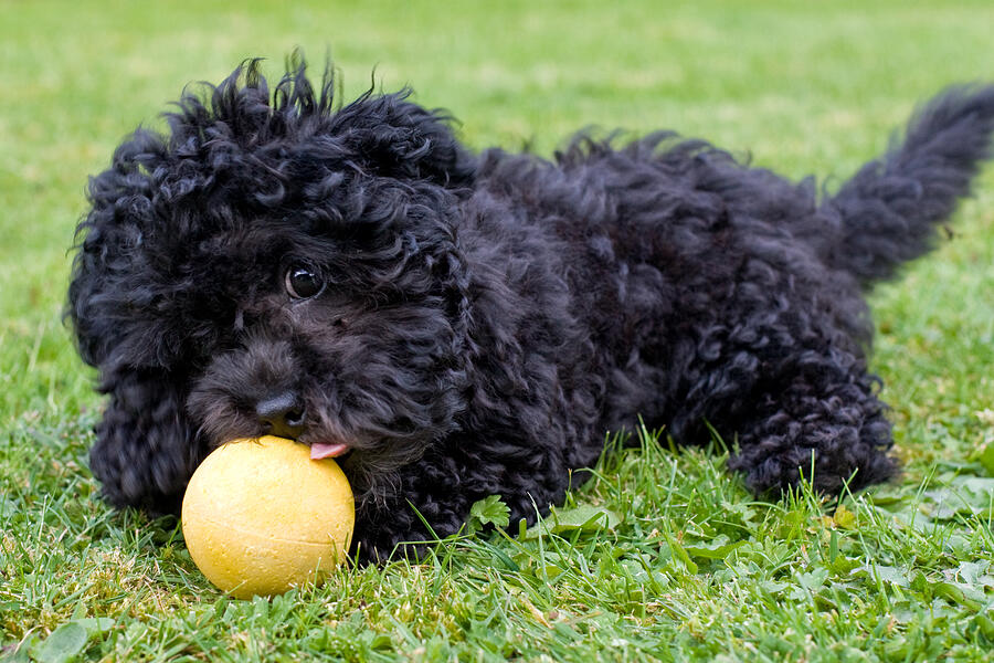Maltipoo puppy playing with a ball Photograph by Michael Russell