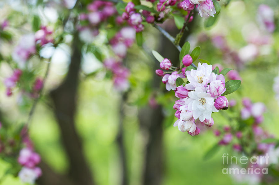 Spring Photograph - Malus Snowcloud Blossom by Tim Gainey