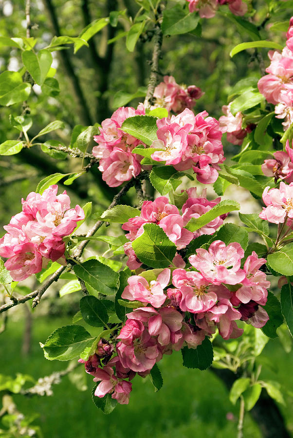 Malus X Micromalus Flowers Photograph by Adrian Thomas - Pixels