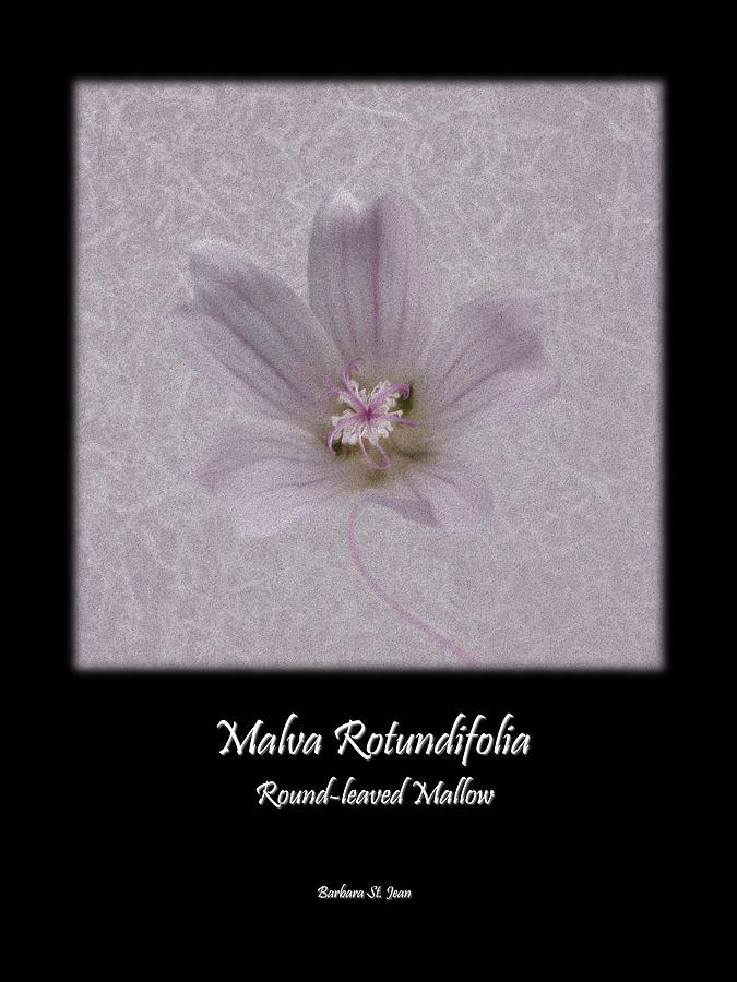 Malva White Wild flower Poster 2 Digital Art by Barbara St Jean