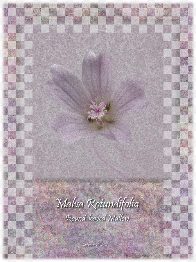 Malva White Wild flower Poster 3 Digital Art by Barbara St Jean