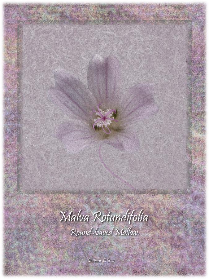 Malva White Wild flower Poster 4 Digital Art by Barbara St Jean