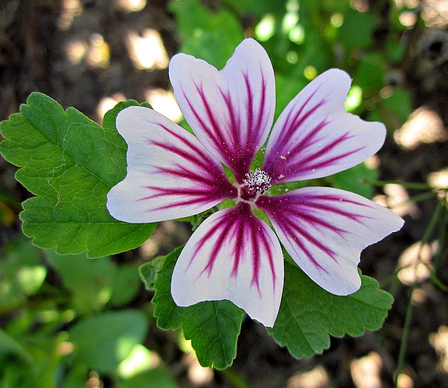 Malva Zebrina with Leaves Photograph by MTBobbins Photography | Fine ...