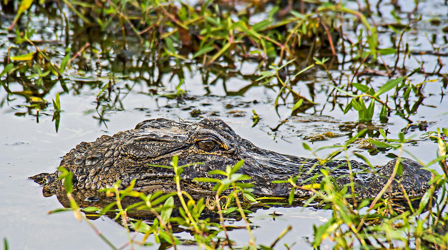Mama Alligator Photograph by Michael Whitaker