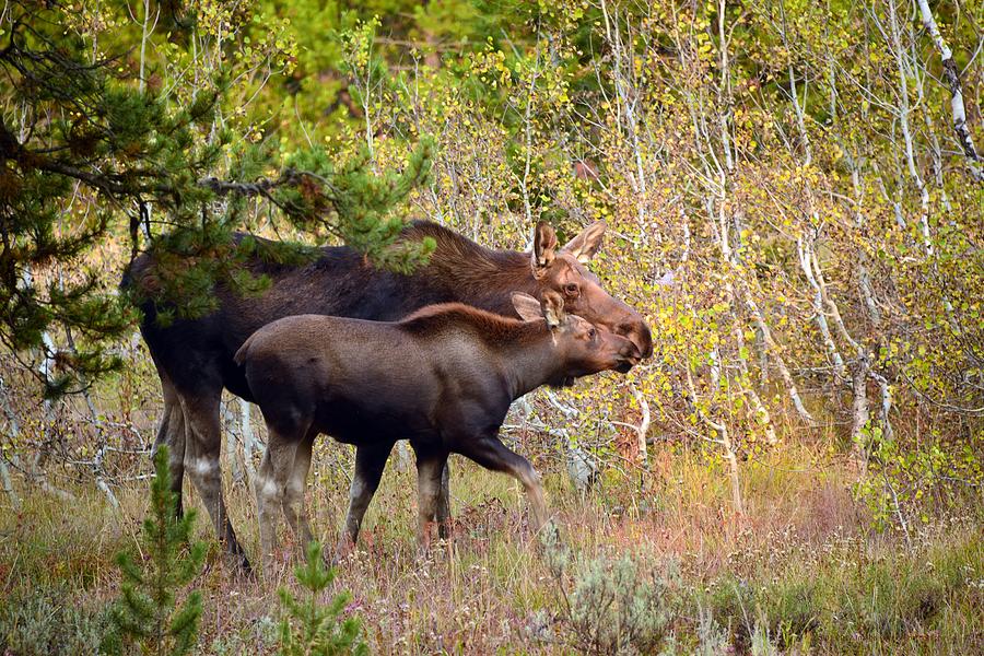 Moose Photograph - Mama and Baby Moose by Image Takers Photography LLC - Carol Haddon