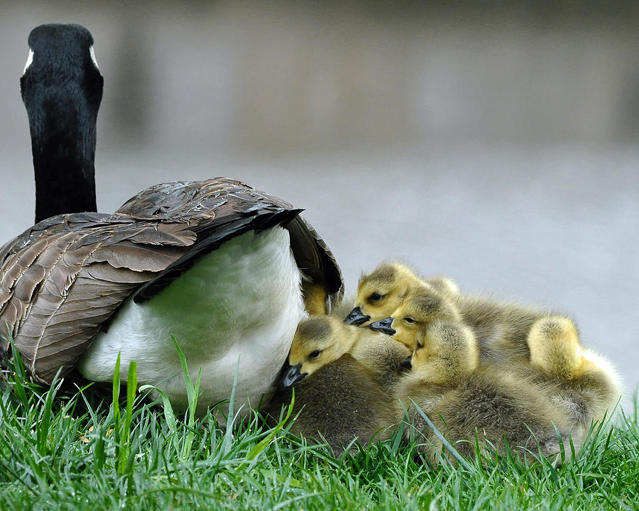 Landscape Photograph - Mama and Goslings by Lisa Phillips