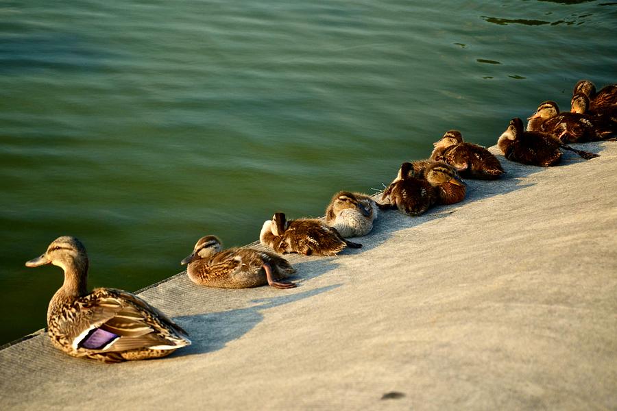 Mama and her Ducklings Photograph by Ricardo J Ruiz de Porras