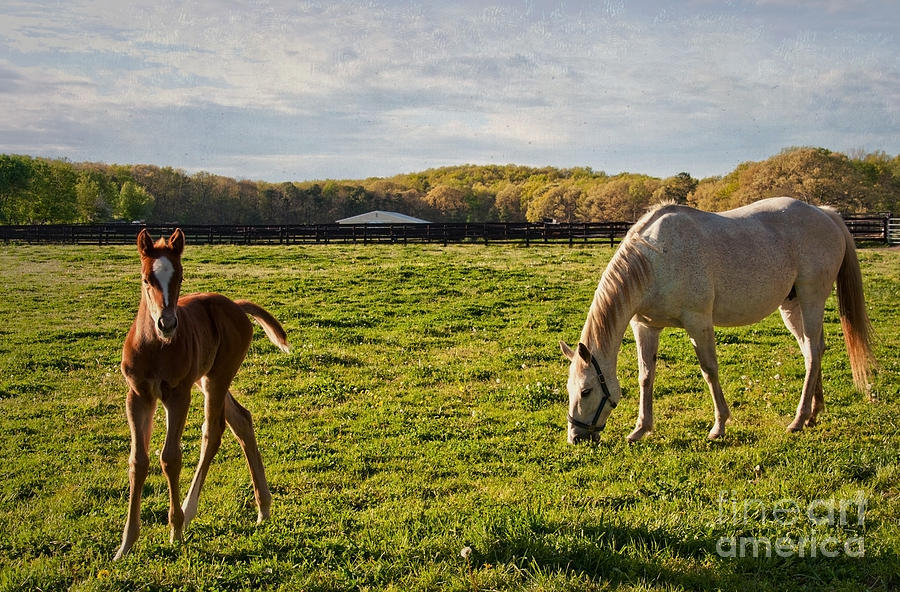 Spring Photograph - Mama and her Foal by Debra Fedchin