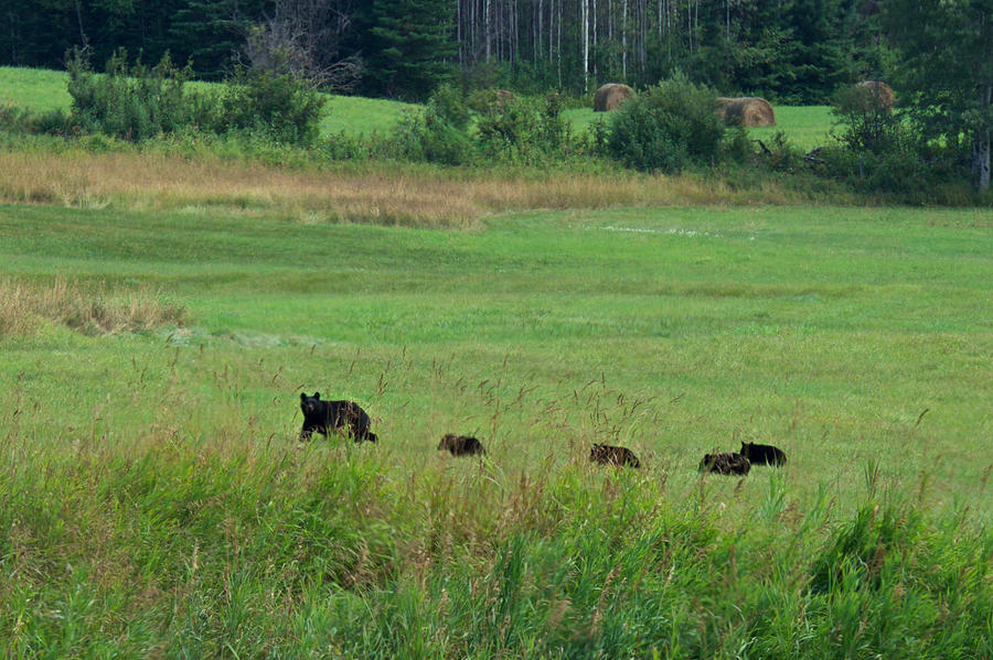 Mama Bear and 4 Cubs Photograph by Mary Lee Dereske
