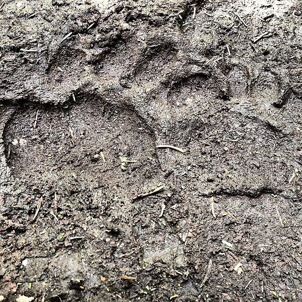 Nature Photograph - Mama Bear And Cub Tracks On A Trail by David John Weihs