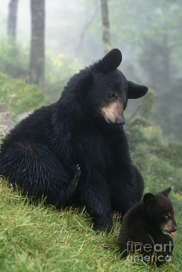 Mama Bear Baby Bear - FS000225 Photograph by Daniel Dempster