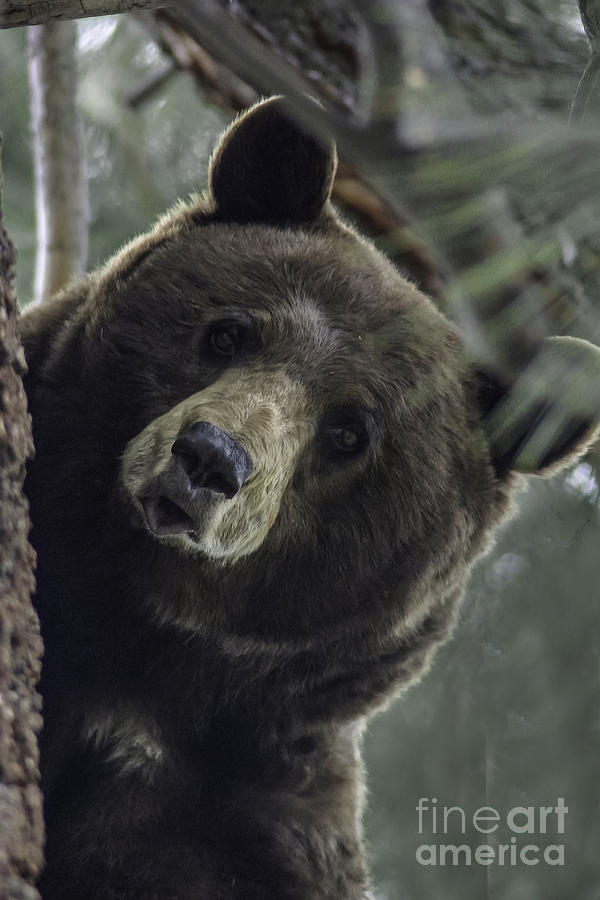 Wildlife Photograph - Mama Bear by Mitch Shindelbower