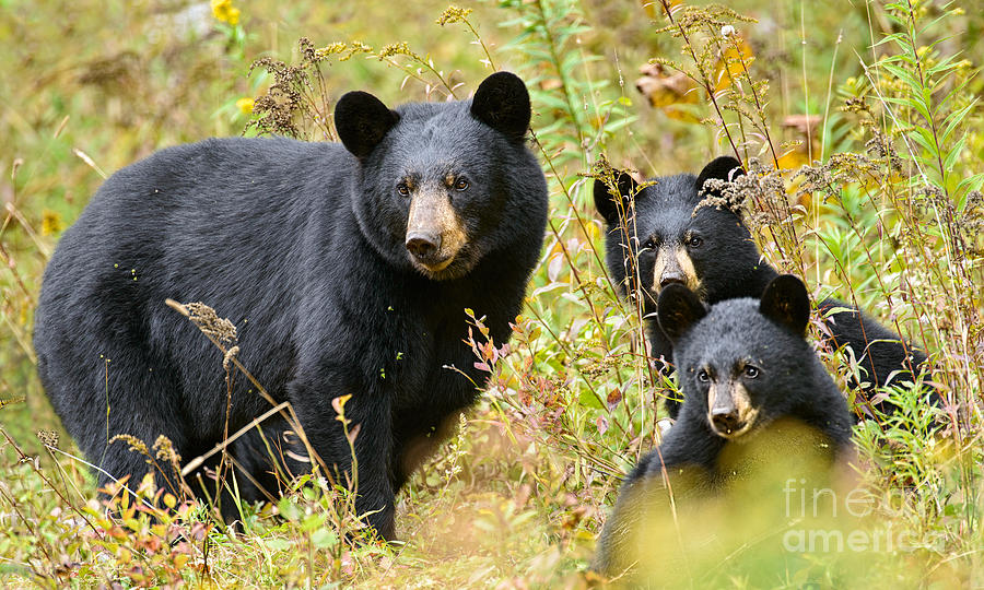 Mama Black Bear and Cubs Meadow Play Photograph by Timothy Flanigan