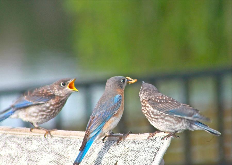 Mama Bluebird and Fledglings Photograph by Jeanne Juhos