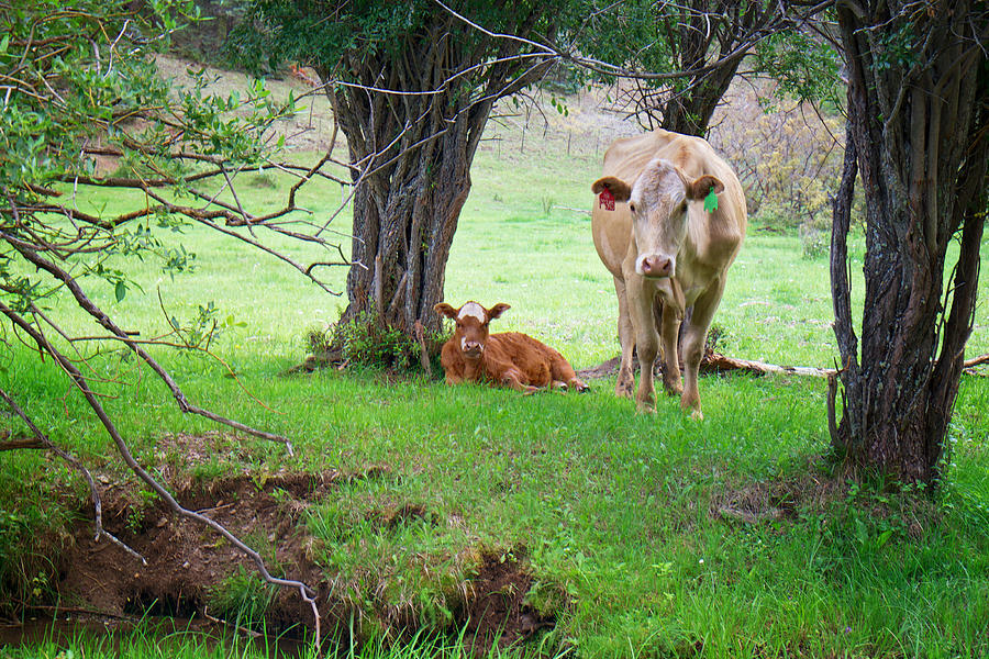 Mama Cow and Calf Photograph by Mary Lee Dereske