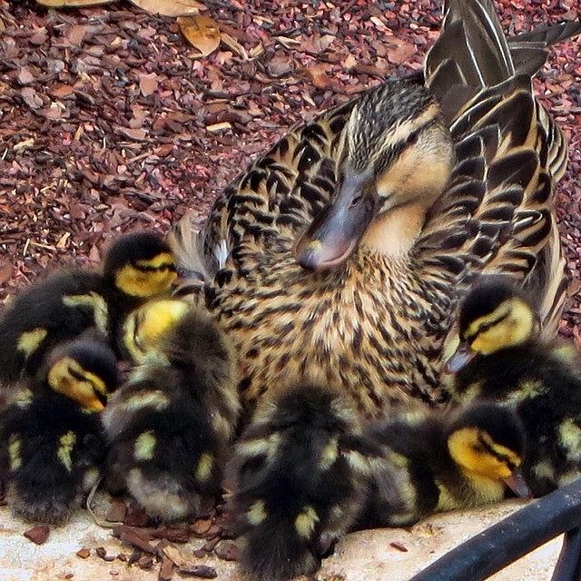 Mama Duck & Her Ducklings Photograph by Nora Martinez