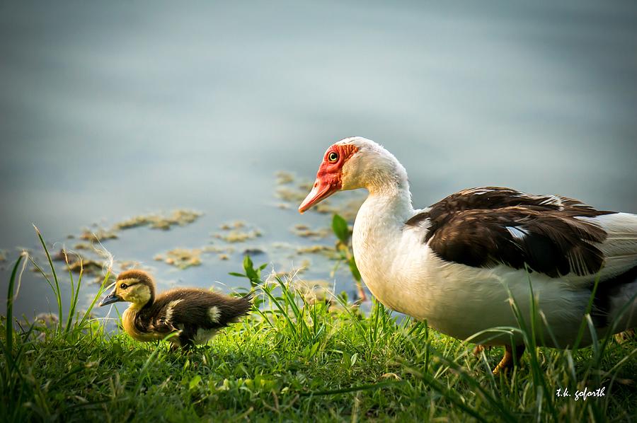 Mama Duck and Duckling Photograph by TK Goforth