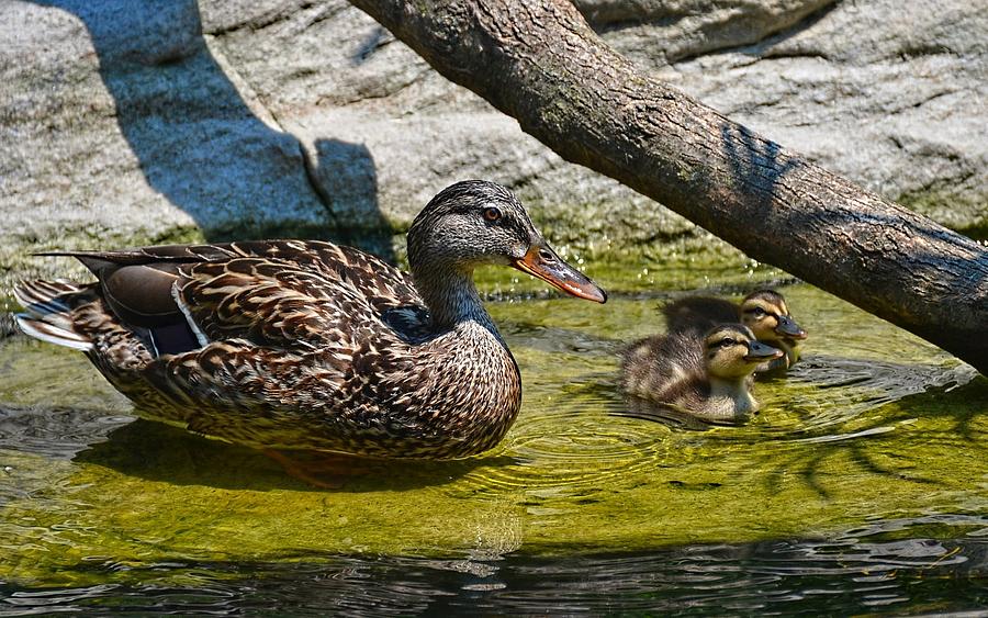 Mama duck and ducklings Photograph by Ronda Ryan