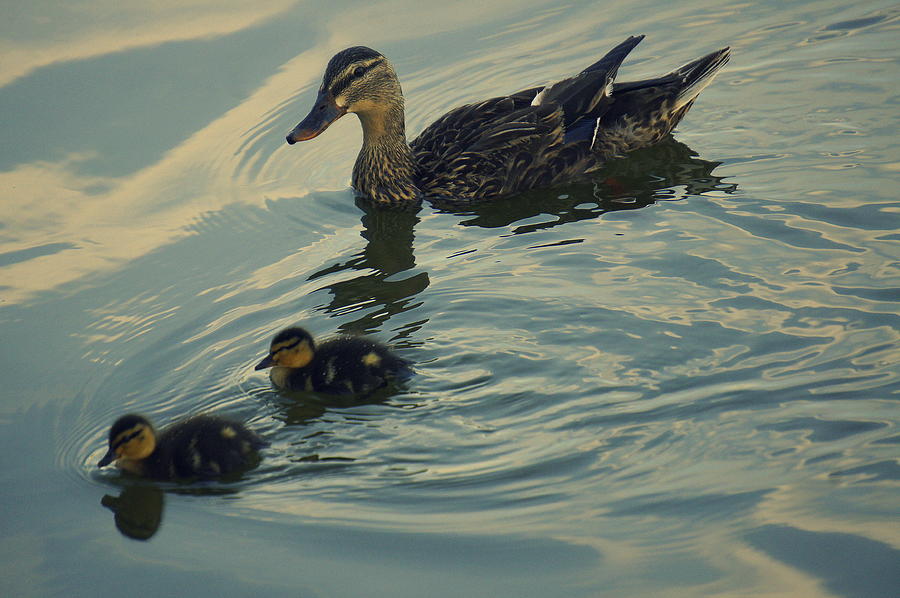 Mama Ducks Family Photograph by Laurie Perry