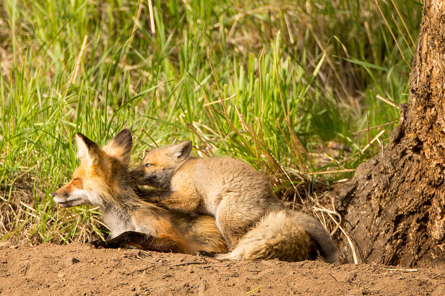 Yellowstone National Park Photograph - Mama Fox and Kit 2 by Natural Focal Point Photography