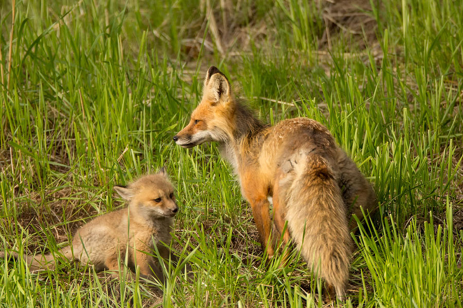 Mama Fox and Kit Photograph by Natural Focal Point Photography