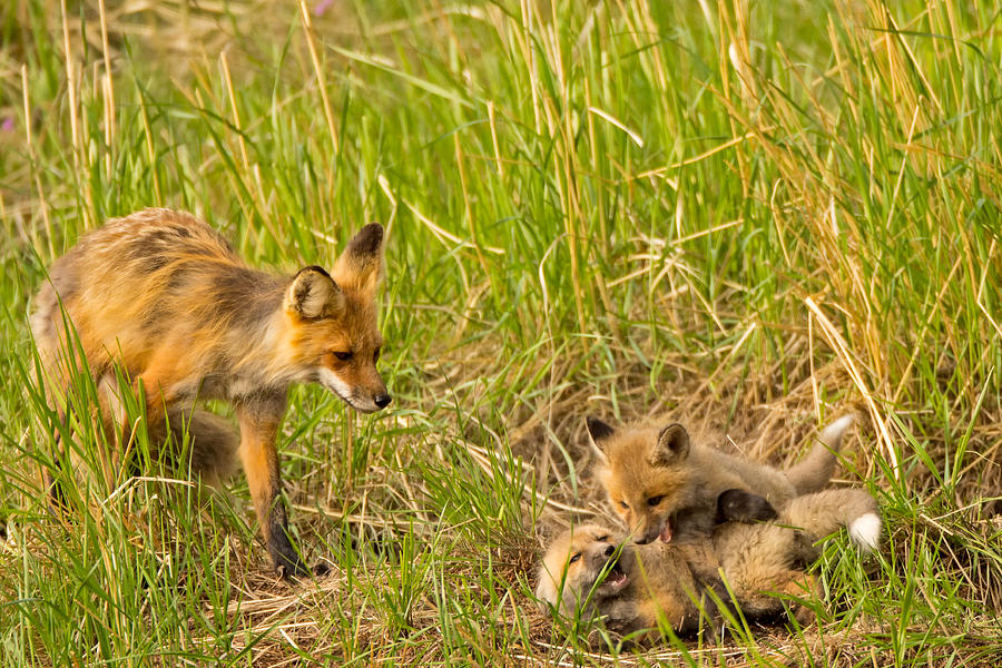 Mama Fox and Kits Photograph by Natural Focal Point Photography