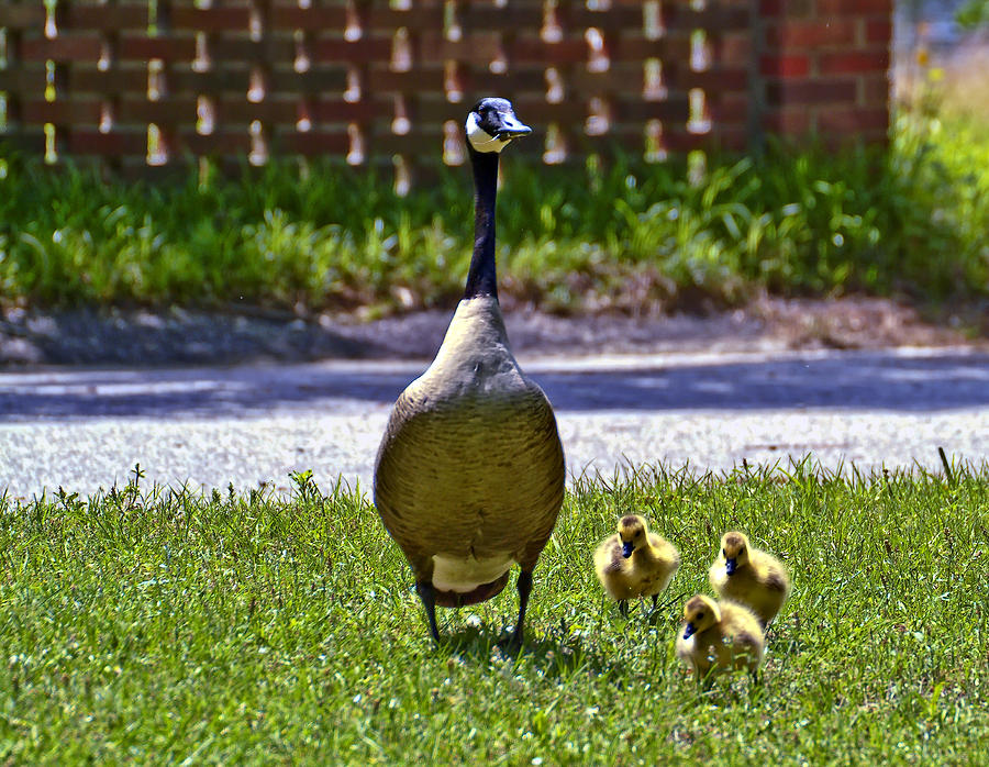 Mama Goose And Little Ones Photograph by Michael Whitaker