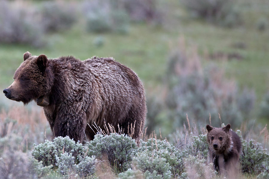 Mama Grizzly Guiding Cub Photograph by Natural Focal Point Photography