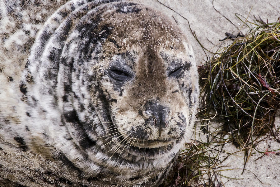 Mama Harbor Seal Digital Art by Photographic Art by Russel Ray Photos