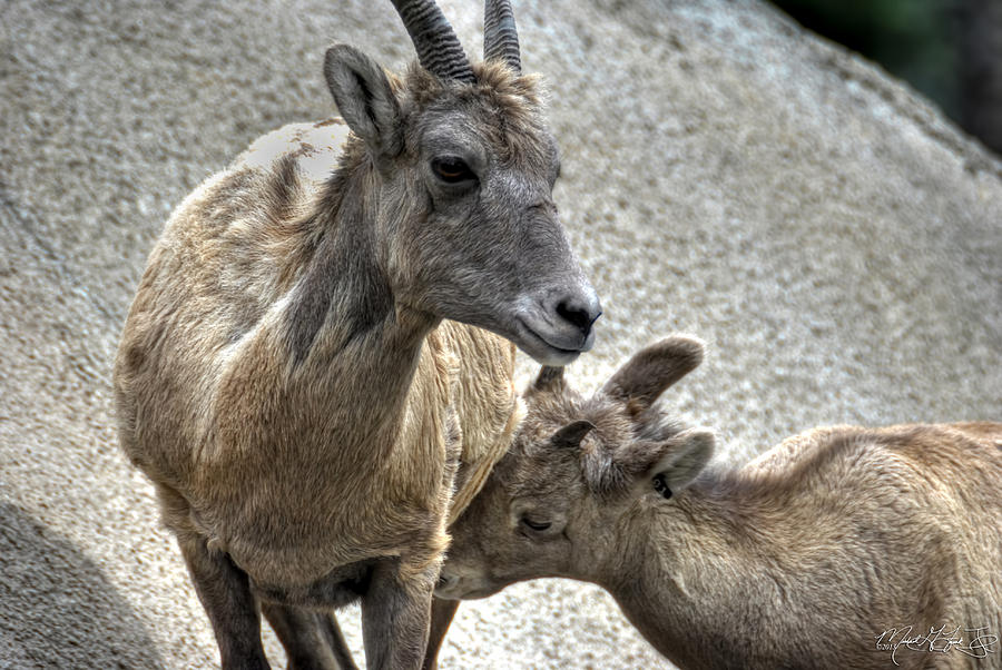 Mama I'm Humgry at The Buffalo Zoo Photograph by Michael Frank Jr ...