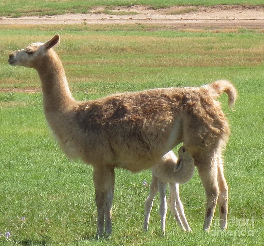 mama-llama-photograph-by-lne-kirkes