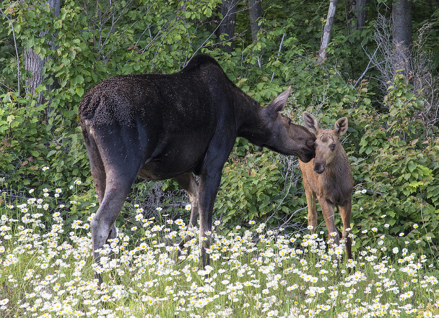 Mama Moose and Calf 2 Photograph by Wade Aiken